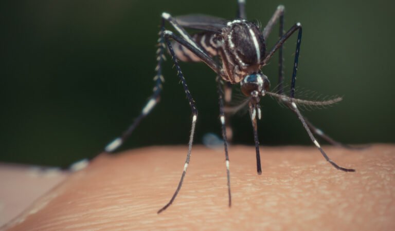 집에서 모기 제어가 필요하지 않다고 생각하십니까?  다시 생각 해봐 •